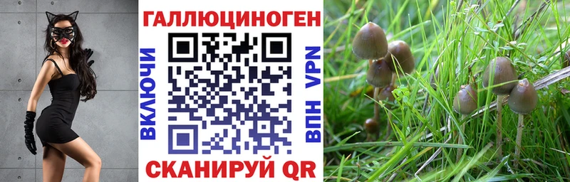 Галлюциногенные грибы Psilocybe  Купить  Пыталово 